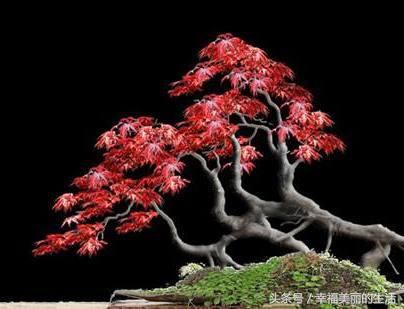 红枫树盆栽怎样摘叶,红枫盆景如何修剪视频教程大全