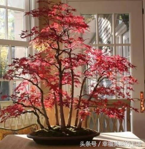 红枫树盆栽怎样摘叶,红枫盆景如何修剪视频教程大全