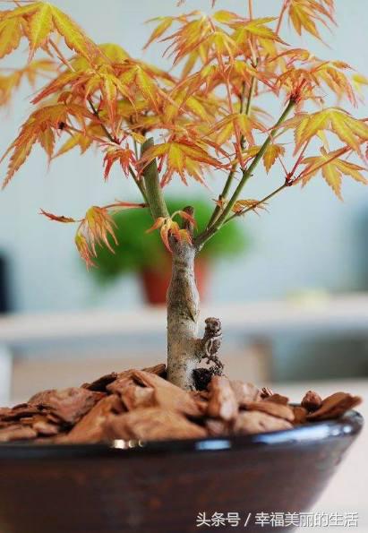 红枫树盆栽怎样摘叶,红枫盆景如何修剪视频教程大全