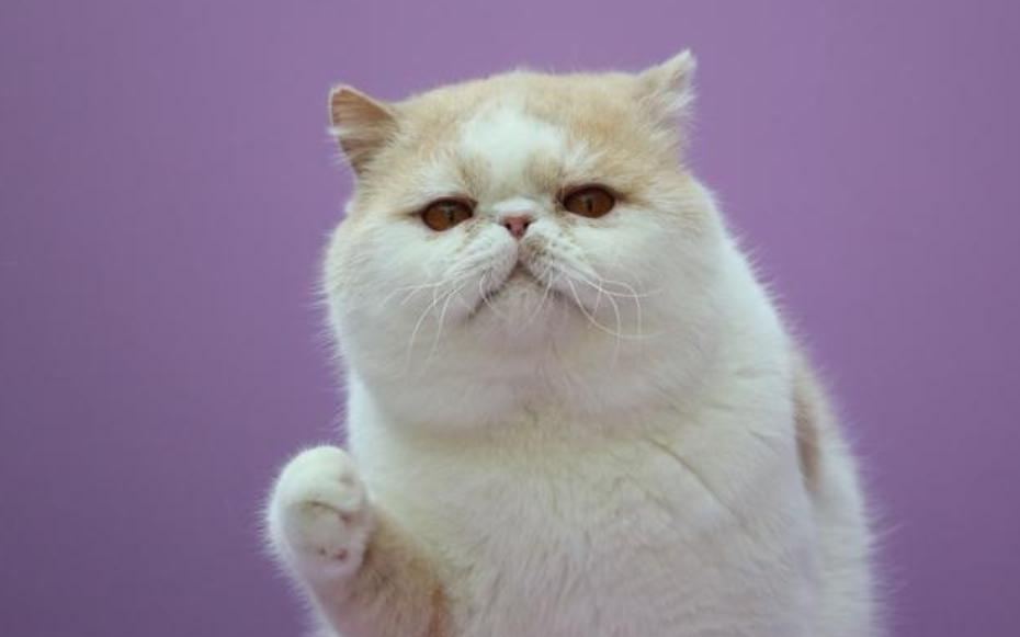 我家的猫下巴尖是怎么回事,猫咪黑下巴洗干净了第二天又有了