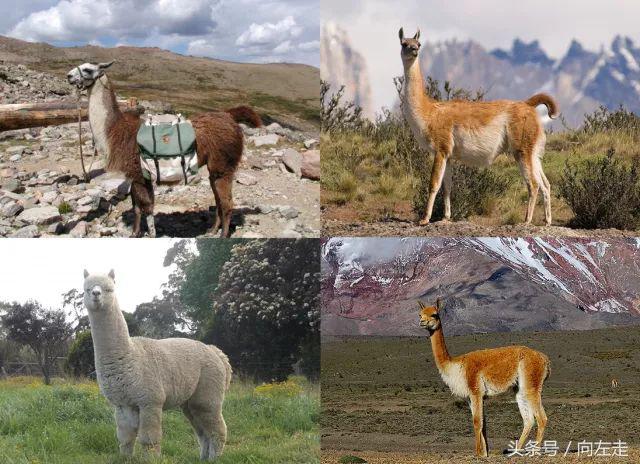 中国神兽羊驼,羊驼为什么能成为中国神兽