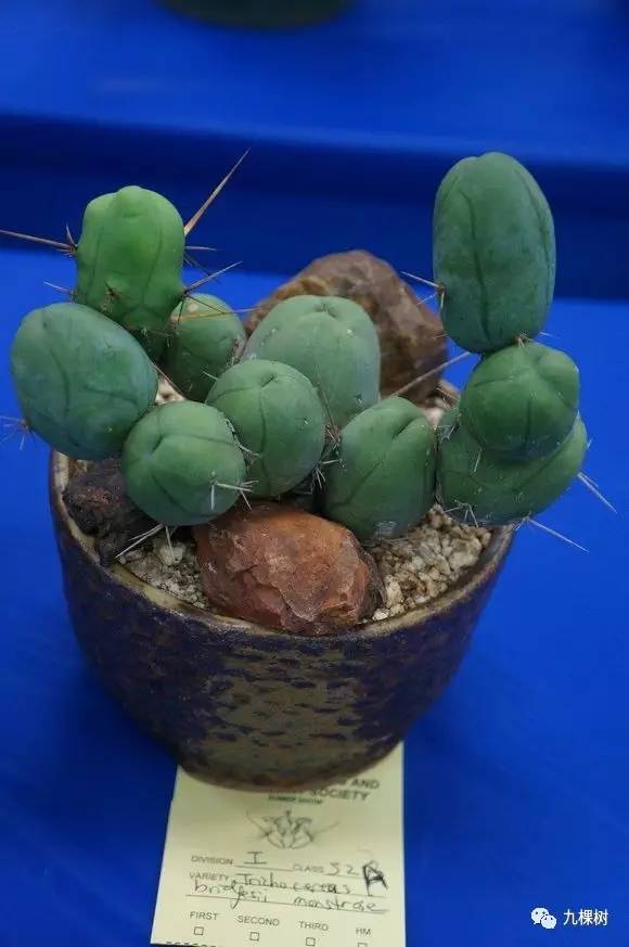 多肉万象最贵的品种,全世界最贵的多肉植物都有哪些