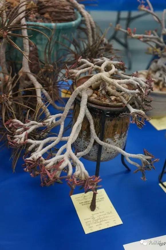 多肉万象最贵的品种,全世界最贵的多肉植物都有哪些