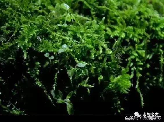 水陆雨林造景价格,水陆雨林造景之苔藓篇