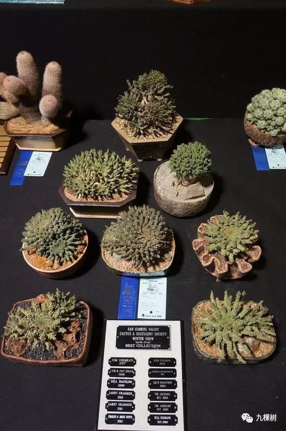 多肉万象最贵的品种,全世界最贵的多肉植物都有哪些