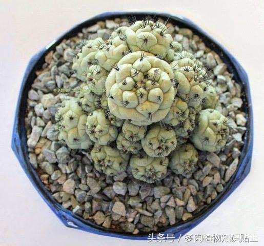 仙人球帝王丸育种,帝王丸仙人球造景