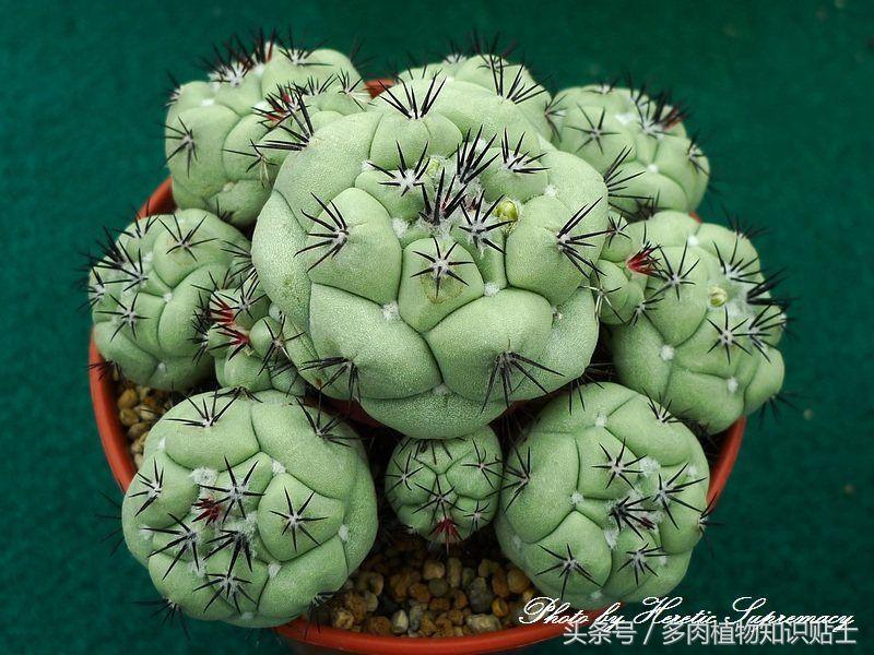 仙人球帝王丸育种,帝王丸仙人球造景