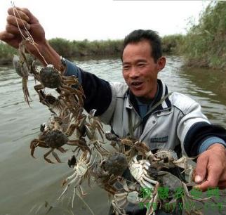河蟹养殖日常管理水质调控,养殖河蟹前期管理