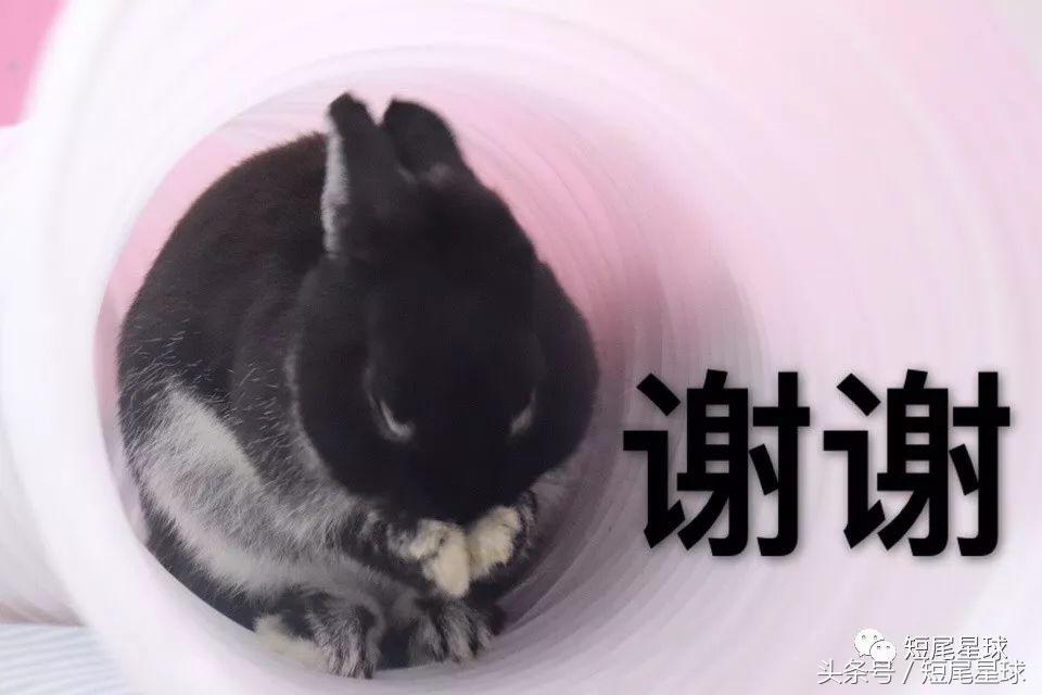 兔兔需要买多大的兔笼,兔兔的专用兔笼