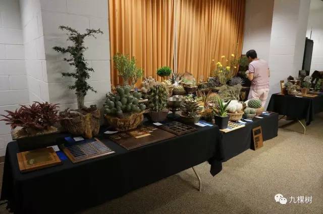 多肉万象最贵的品种,全世界最贵的多肉植物都有哪些