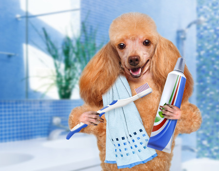 狗狗挑食饿到吐都不吃狗粮,狗狗口臭熏人