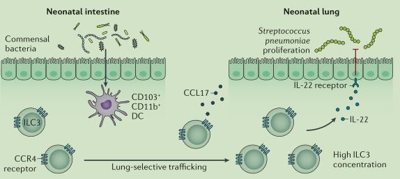 肺炎有病变的可能吗,肺炎有可能是肺癌吗