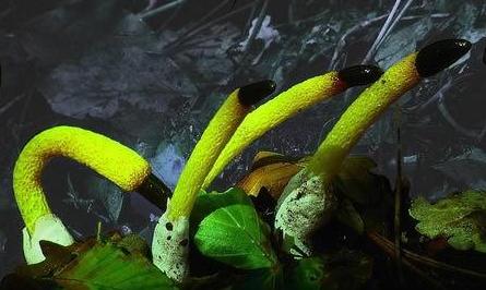 世界上最可怕的蘑菇形状,世界上最可怕的蘑菇排名