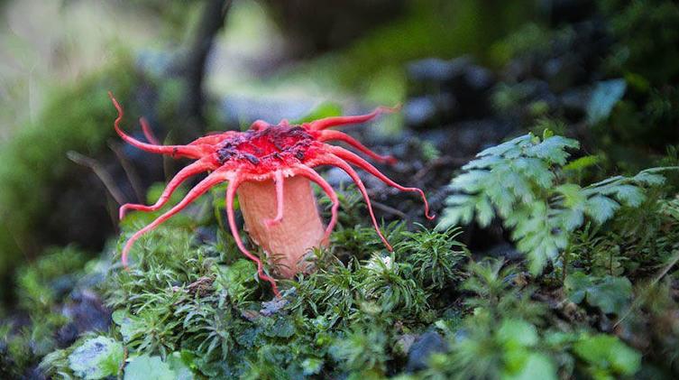 世界上最可怕的蘑菇形状,世界上最可怕的蘑菇排名