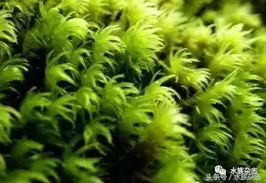 水陆雨林造景价格,水陆雨林造景之苔藓篇