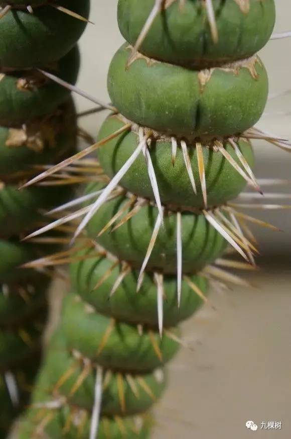 多肉万象最贵的品种,全世界最贵的多肉植物都有哪些