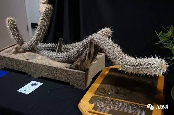 多肉万象最贵的品种,全世界最贵的多肉植物都有哪些