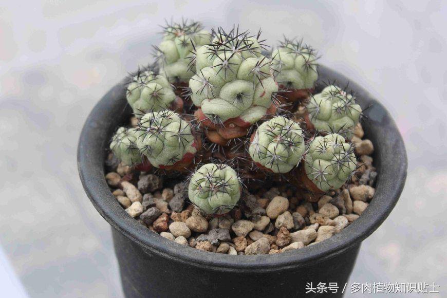 仙人球帝王丸育种,帝王丸仙人球造景