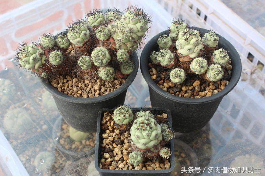 仙人球帝王丸育种,帝王丸仙人球造景