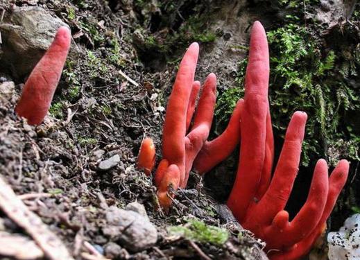 世界上最可怕的蘑菇形状,世界上最可怕的蘑菇排名