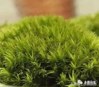 水陆雨林造景价格,水陆雨林造景之苔藓篇