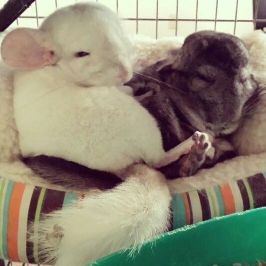 龙猫老了,龙猫能不能活到30岁