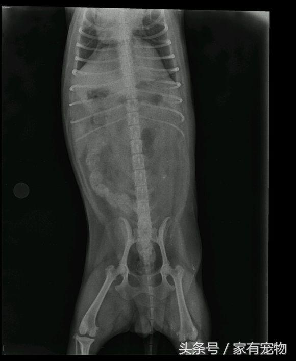狗狗后腿无力伴有哀嚎,狗狗髌骨移位会自行恢复么