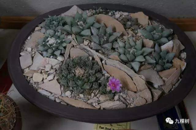 多肉万象最贵的品种,全世界最贵的多肉植物都有哪些