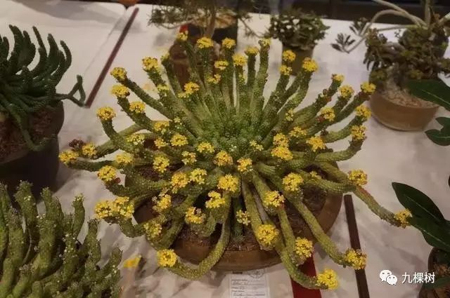 多肉万象最贵的品种,全世界最贵的多肉植物都有哪些