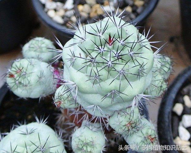 仙人球帝王丸育种,帝王丸仙人球造景