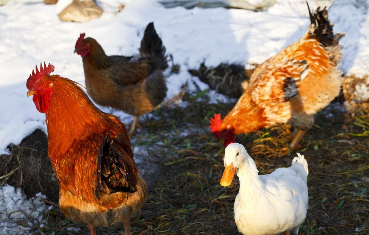 日本创业致富点子,农民致富10个方法