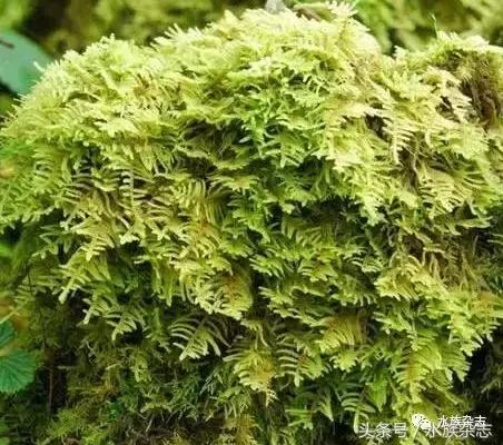 水陆雨林造景价格,水陆雨林造景之苔藓篇