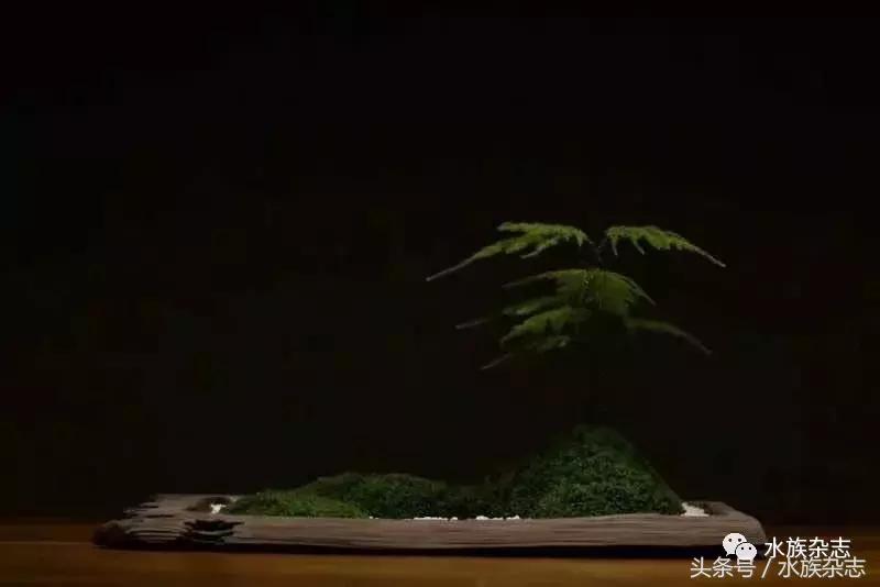 水陆雨林造景价格,水陆雨林造景之苔藓篇