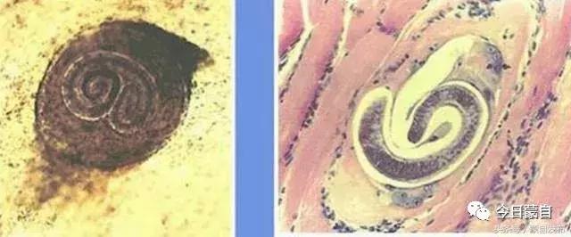 过年了，蒙自的这*猪种**肉千万别买！