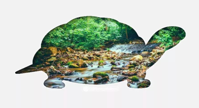 玩龟玩什么品种,龟要怎么养才互动性强