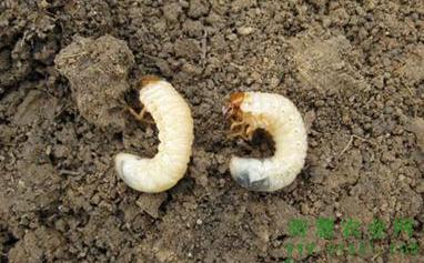 麦冬病虫害防治工作方案,麦冬虫害用什么药