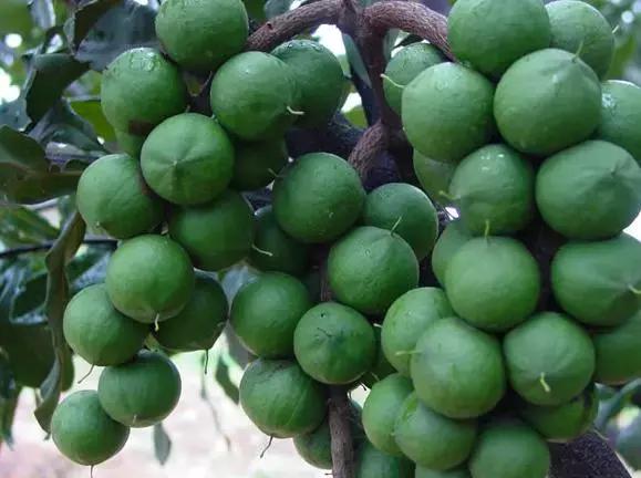 一亩地有回报吗,一亩地收益上万