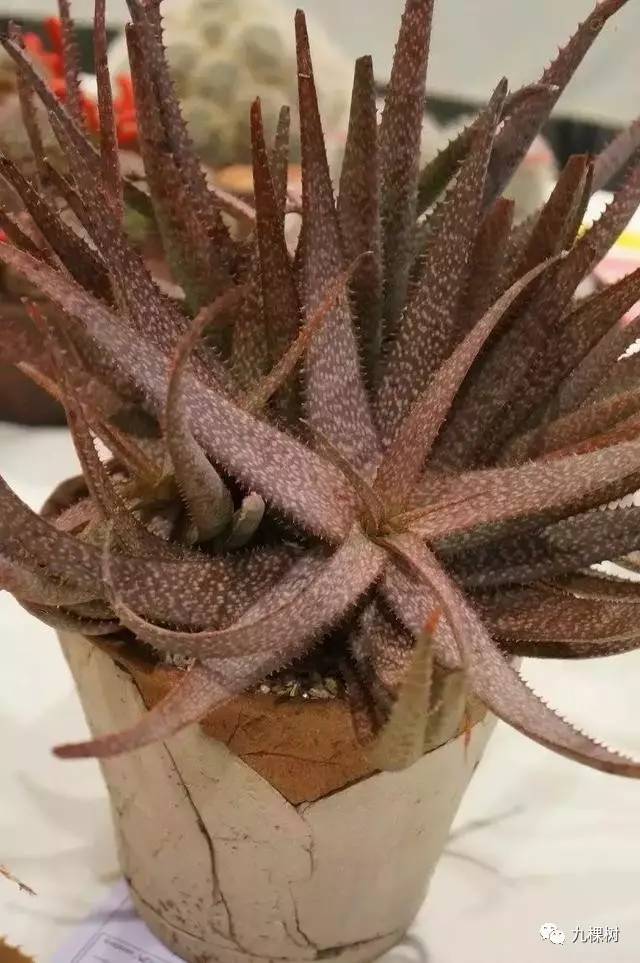 多肉万象最贵的品种,全世界最贵的多肉植物都有哪些