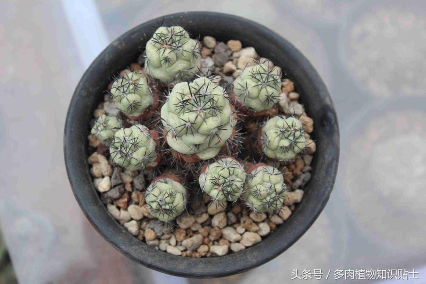 仙人球帝王丸育种,帝王丸仙人球造景