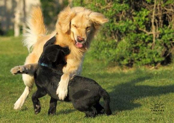 出门遛狗狗狗总是乱跑怎么办,遛狗被别的狗咬怎么办