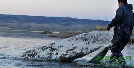 河蟹养殖日常管理水质调控,养殖河蟹前期管理
