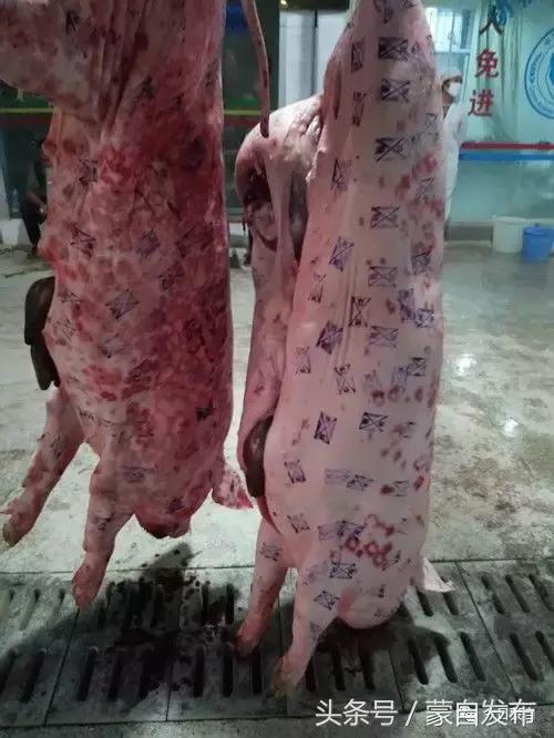 过年了，蒙自的这*猪种**肉千万别买！