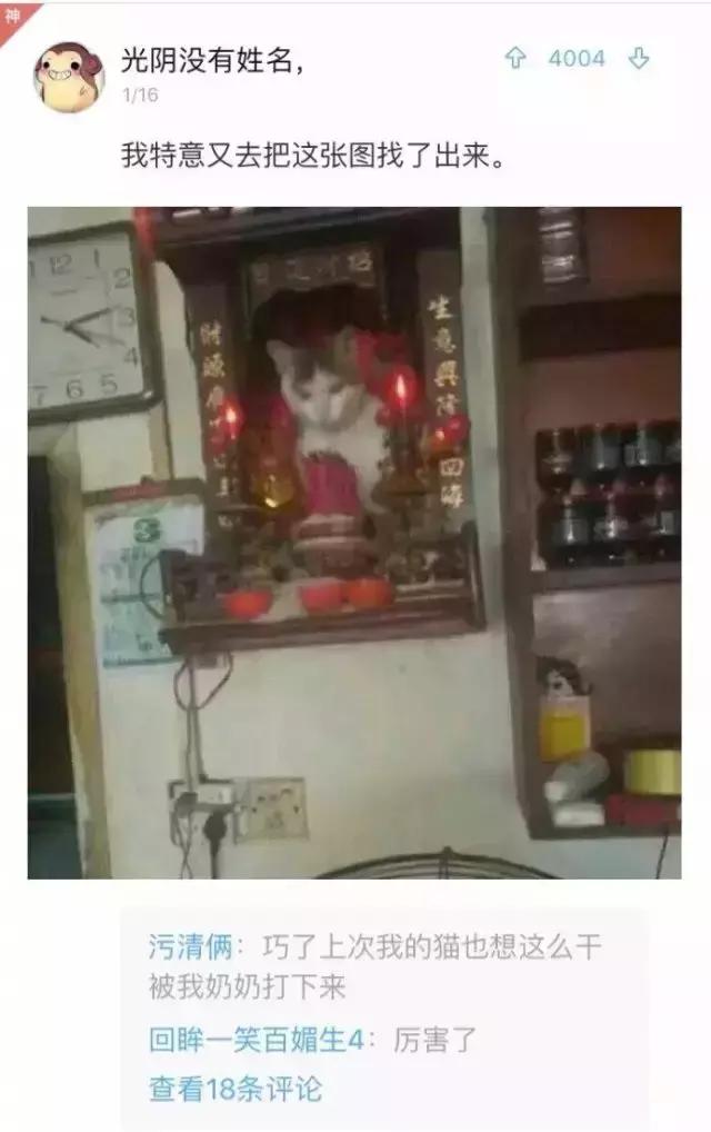 公猫被剪胡子怎么办,猫咪的胡须拔了怎么办