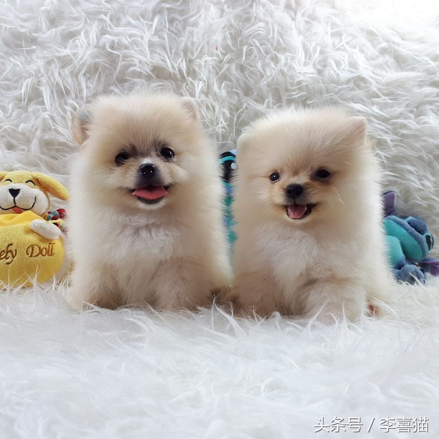 超级活泼的博美小奶狗,特别可爱的小奶狗博美