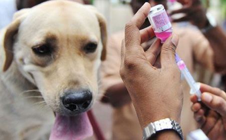 出门遛狗狗狗总是乱跑怎么办,遛狗被别的狗咬怎么办