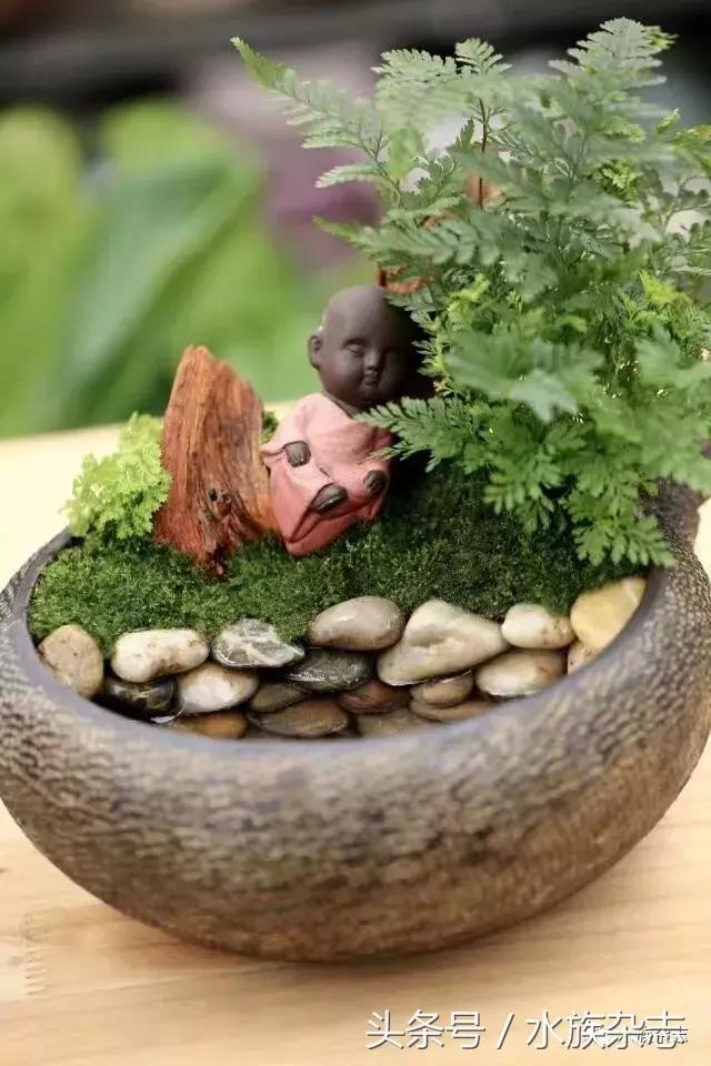 水陆雨林造景价格,水陆雨林造景之苔藓篇