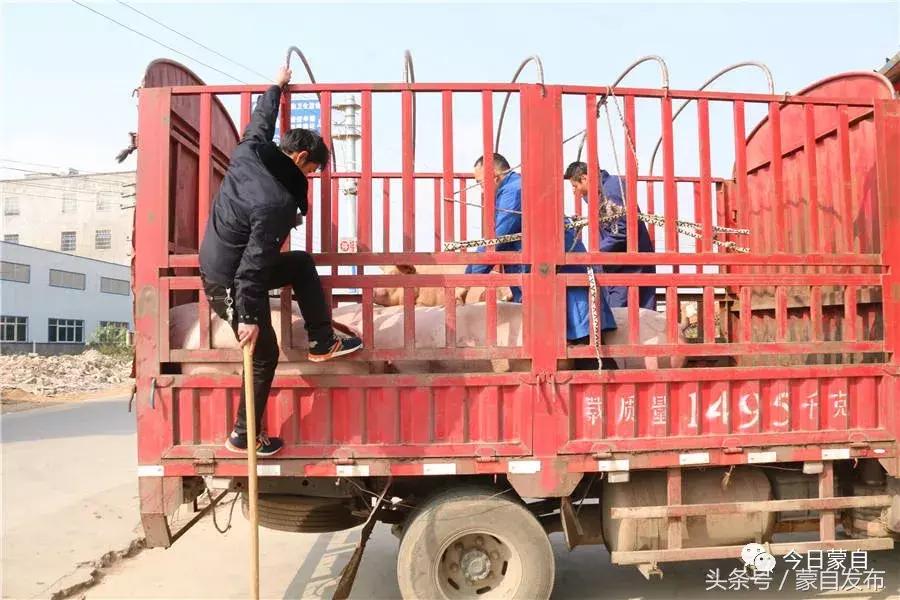 过年了，蒙自的这*猪种**肉千万别买！