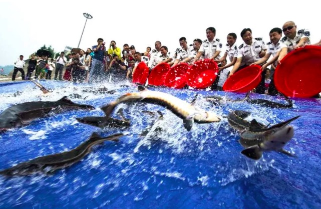 玩龟玩什么品种,龟要怎么养才互动性强