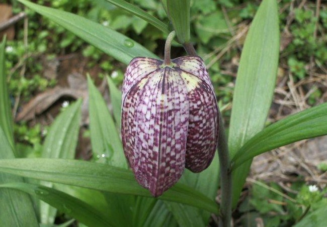 贝母止咳,贝母草药