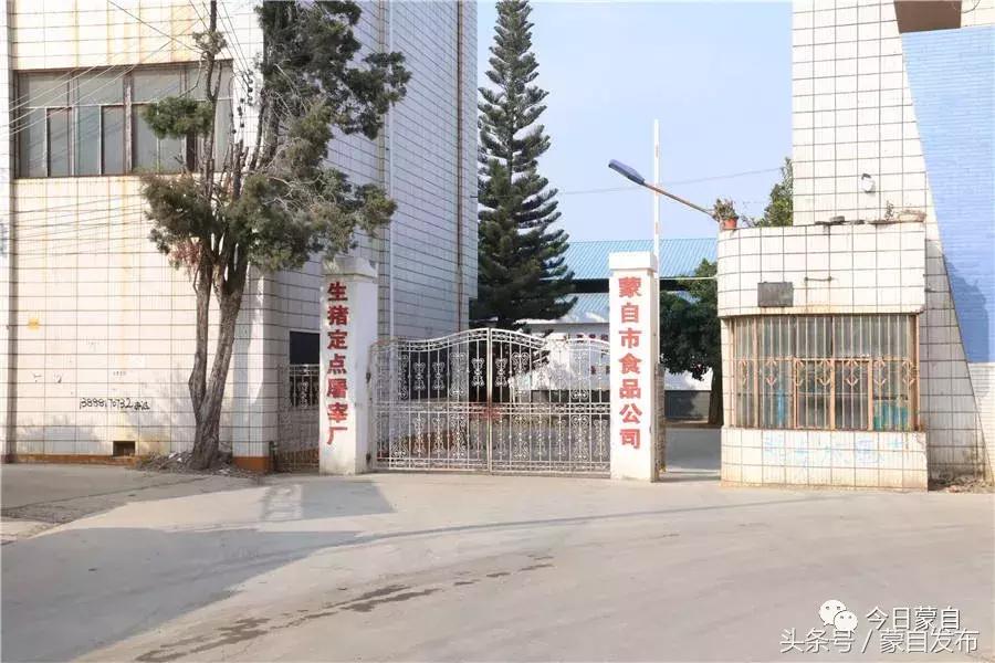 过年了，蒙自的这*猪种**肉千万别买！